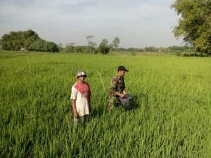 Babinsa Koramil 01 Kota  Bangkalan Bantu Petani Memupuk Padi
