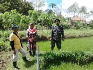 Babinsa Koramil Geger Bangkalan, Pendampingan Rawat Tanaman Padi