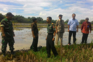 Danramil 0803Balerejo Dampingi Tim Percepatan Luas Tambah  Tanam ( LTT ) Kementan RI  Tinjau Lahan Pertanian Di Wilayah Balerejo  Madiun 1