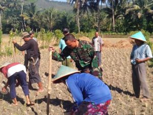 BABINSA DAMPINGI KELOMPOK TANI TANAM KEDELAI