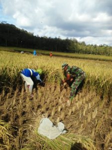 BABINSA KORAMIL16WANAREJA SERGAP PETANI 1