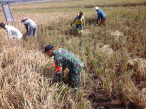 KORAMIL 08 ADIPALA DAMPINGI PANEN PADI KELOMPOK TANI KARYA 3