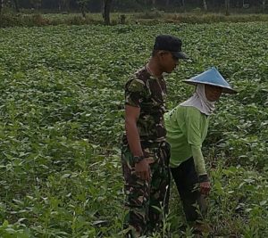 2. Babinsa Dampingi Petani Rawat Tanaman Kedelai dan Kendalikan Gulma