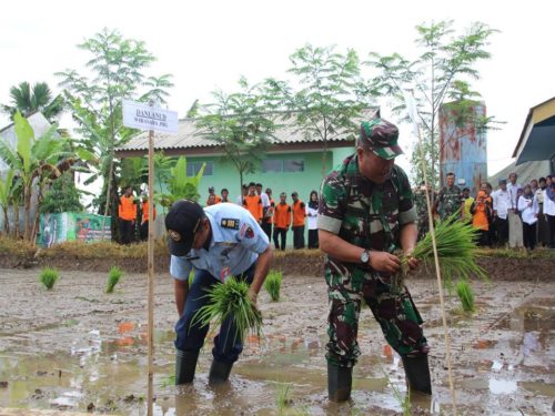 percepatan-tanam-diwilayah-kecamatan-padamara-2