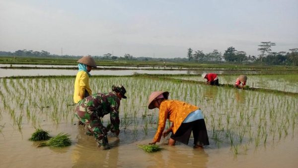 babinsa-dampingi-tanam-padi-serentak-1