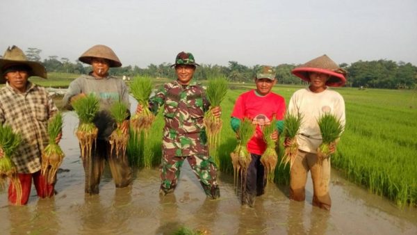 babinsa-dampingi-tanam-padi-serentak-2