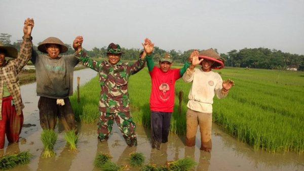 babinsa-dampingi-tanam-padi-serentak-3