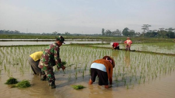 babinsa-dampingi-tanam-padi-serentak-4