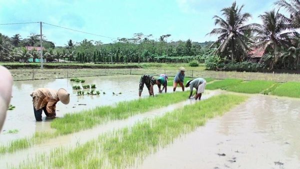 babinsa-desa-adimulya-ndaut-bareng-petani-2