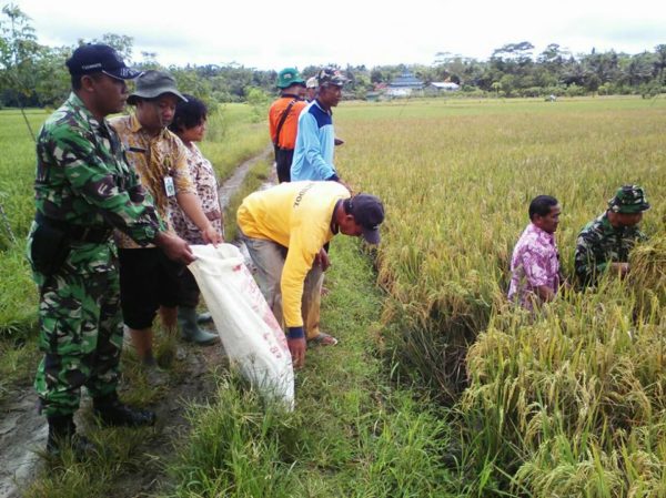 kawunganten-panen-ubinan-bersama-dispertanak-kab-cilacap-1