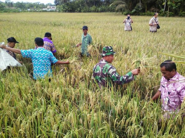 kawunganten-panen-ubinan-bersama-dispertanak-kab-cilacap-2