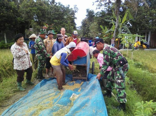 kawunganten-panen-ubinan-bersama-dispertanak-kab-cilacap-4