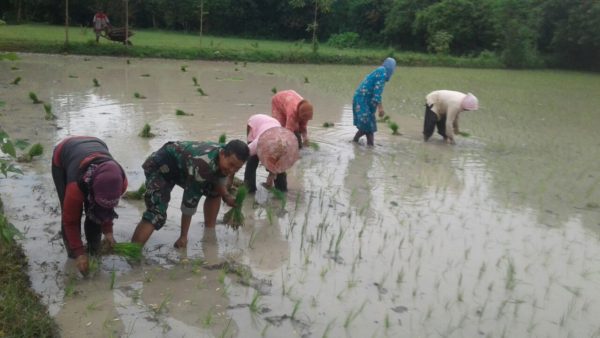 4-sukseskan-swasembada-pangan-babinsa-bangkalan-intens-bantu-petani-ke-sawah-b