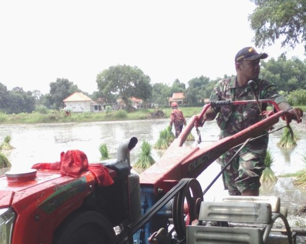 4-sukseskan-swasembada-pangan-babinsa-bangkalan-intens-bantu-petani-ke-sawah-d