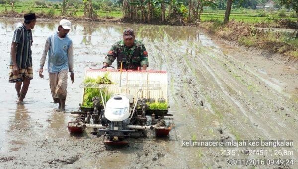 4-sukseskan-swasembada-pangan-babinsa-bangkalan-intens-bantu-petani-ke-sawah