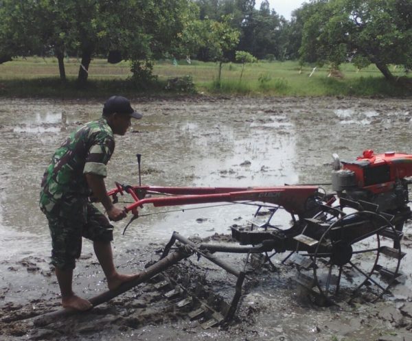 4-sukseskan-swasembada-pangan-babinsa-bangkalan-intens-bantu-petani-ke-sawah-g